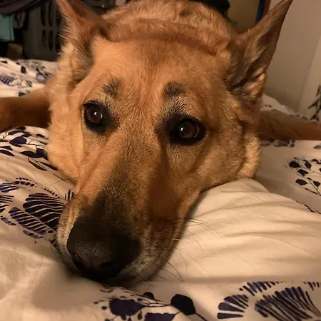 Appt 3 Ch Au 1er Avec Jardin Partage شقة