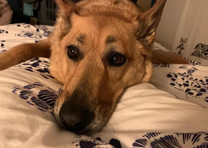 Appt 3 Ch Au 1er Avec Jardin Partage アパート